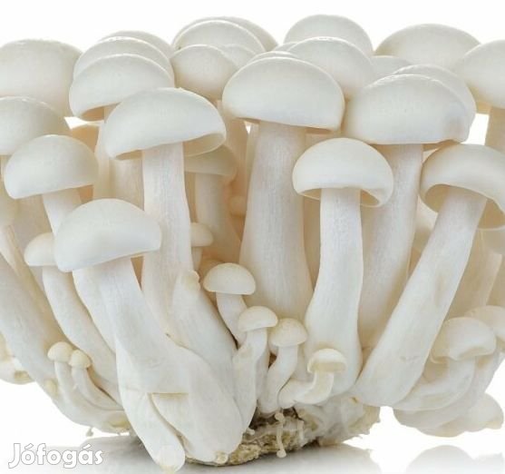 DIY Shimeji Hypsizygus tessella termesztő Szett 5kg-os 6238